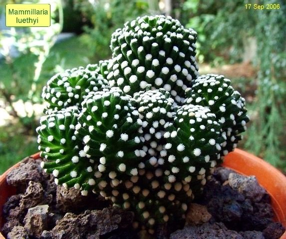 Mammillaria_ luethyi _e5